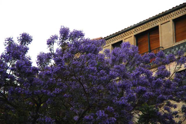 Jacaranda mimosifolia  - West Hollywood