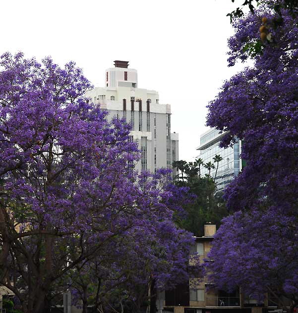 Jacaranda mimosifolia  - West Hollywood