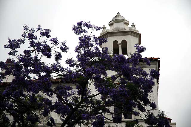 Jacaranda mimosifolia  - West Hollywood