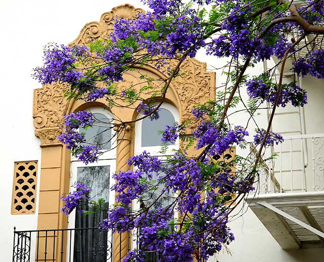 Jacaranda mimosifolia  - West Hollywood