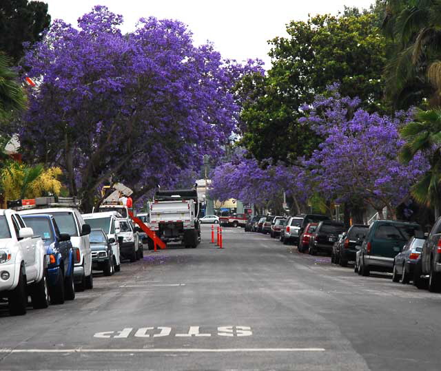 Jacaranda mimosifolia  - West Hollywood