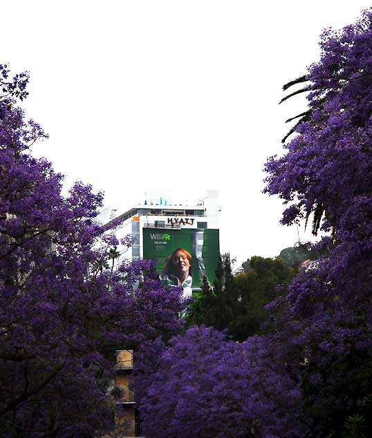 Jacaranda mimosifolia  - West Hollywood