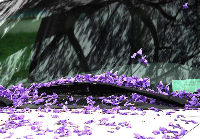 Jacaranda mimosifolia  - West Hollywood