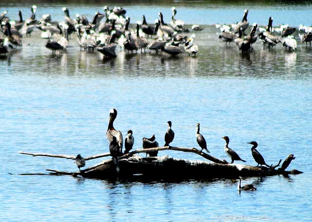 That business depends on what's across the street, a Pelican Convention where Malibu Creek empties into the Malibu Lagoon at Pacific Coast Highway 