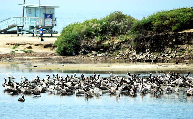 That business depends on what's across the street, a Pelican Convention where Malibu Creek empties into the Malibu Lagoon at Pacific Coast Highway 