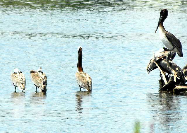 That business depends on what's across the street, a Pelican Convention where Malibu Creek empties into the Malibu Lagoon at Pacific Coast Highway 