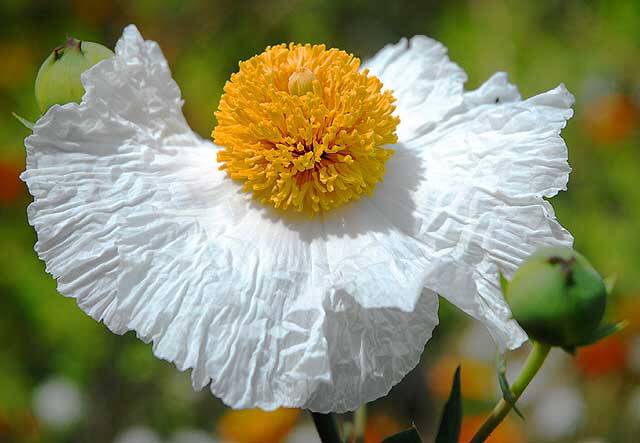 Coulter's Matilija poppy (Romneya coulteri)  also known as California tree poppy, mission poppy, and fried-egg plant