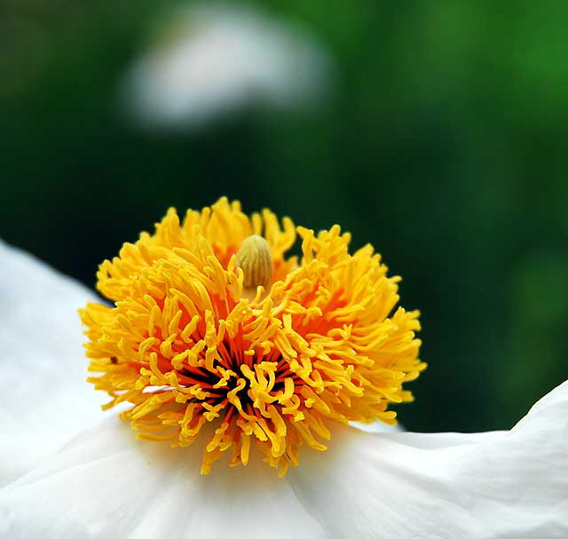 Coulter's Matilija poppy (Romneya coulteri)  also known as California tree poppy, mission poppy, and fried-egg plant