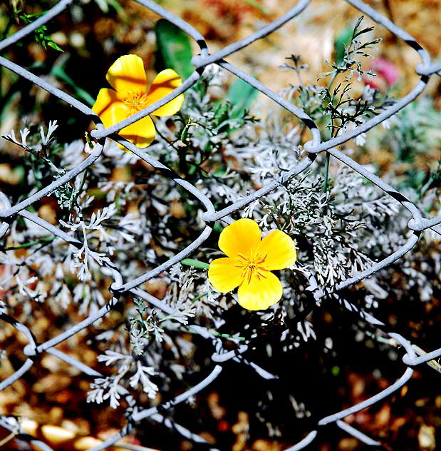 Yellow blooms on chain-link fence
