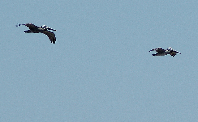 California Brown Pelicans, Pelecanus occidentalis californicus, riding the wind