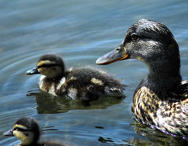 Ducklings with "mother" - Playa del Rey lagoon, just north of LAX, Thursday, May 22, 2008