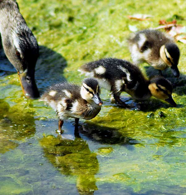 Ducklings with "mother" - Playa del Rey lagoon, just north of LAX, Thursday, May 22, 2008