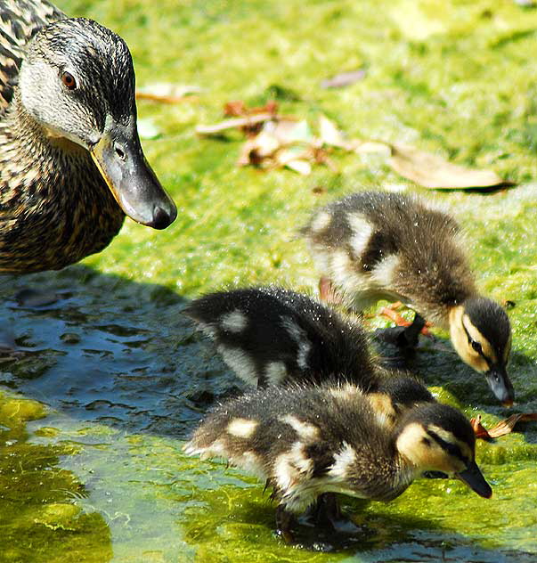 Ducklings with "mother" - Playa del Rey lagoon, just north of LAX, Thursday, May 22, 2008