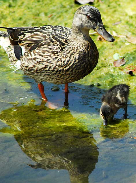 Duckling with "mother" - Playa del Rey lagoon, just north of LAX, Thursday, May 22, 2008