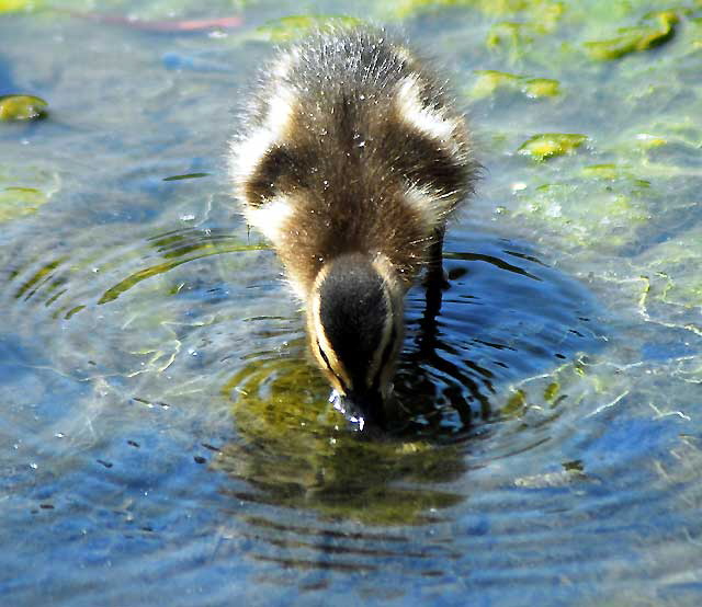 Duckling  - Playa del Rey lagoon, just north of LAX, Thursday, May 22, 2008