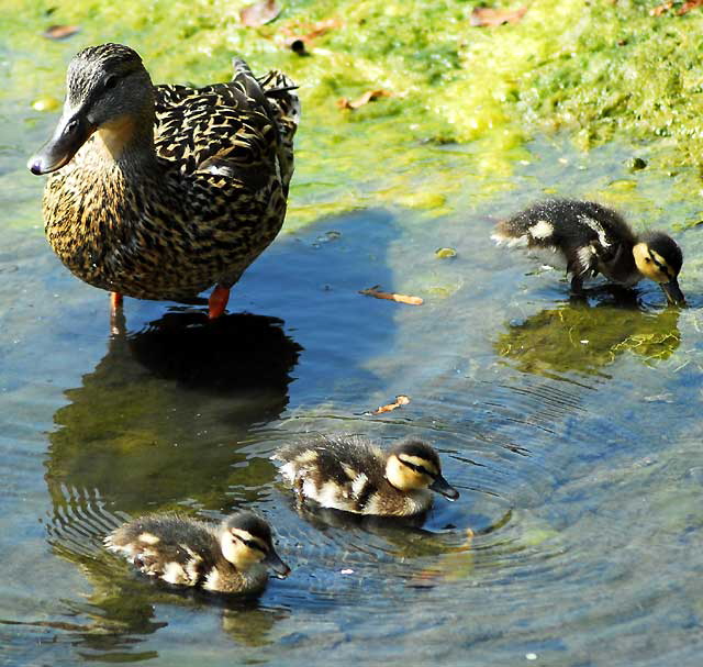 Ducklings with "mother" - Playa del Rey lagoon, just north of LAX, Thursday, May 22, 2008