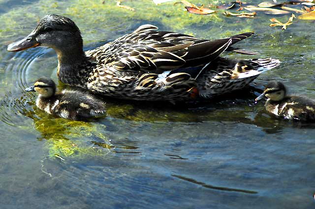 Ducklings with "mother" - Playa del Rey lagoon, just north of LAX, Thursday, May 22, 2008