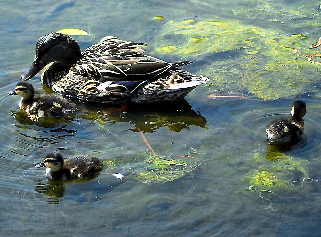 Ducklings with "mother" - Playa del Rey lagoon, just north of LAX, Thursday, May 22, 2008
