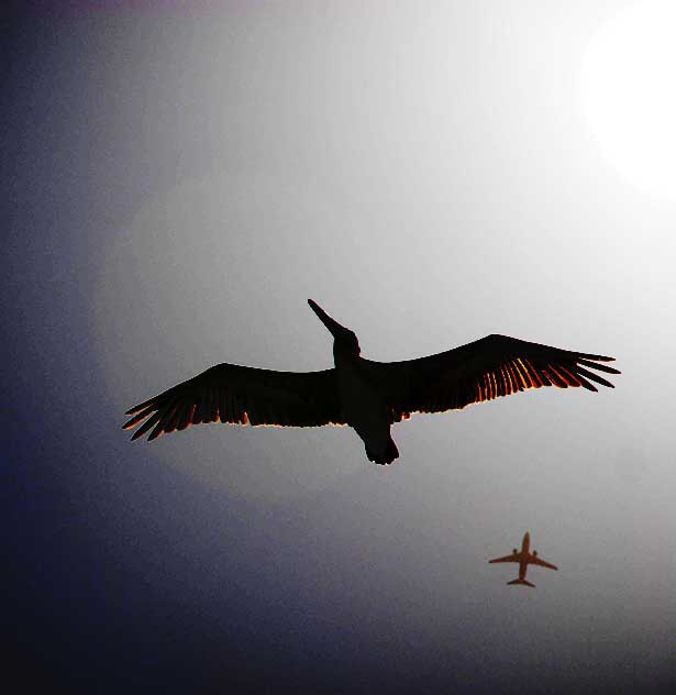 California Brown Pelican and 737 