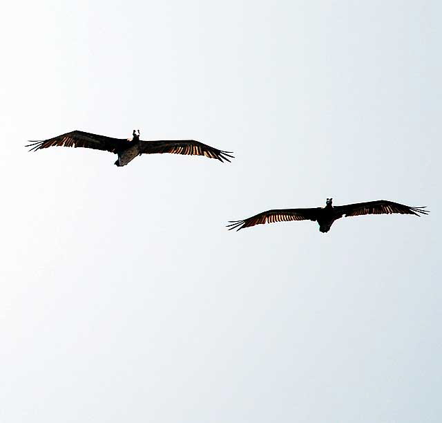 California Brown Peilcans in flight