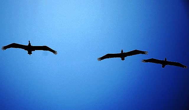 Three California Brown Pelicans in flight