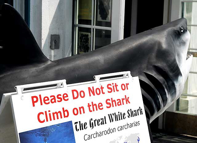 Great White Shark, Aquarium at the end of the Manhattan Beach Pier
