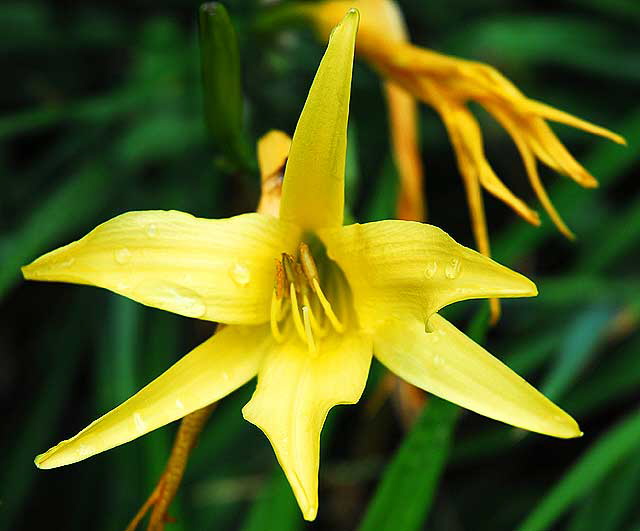 Wet Daylily