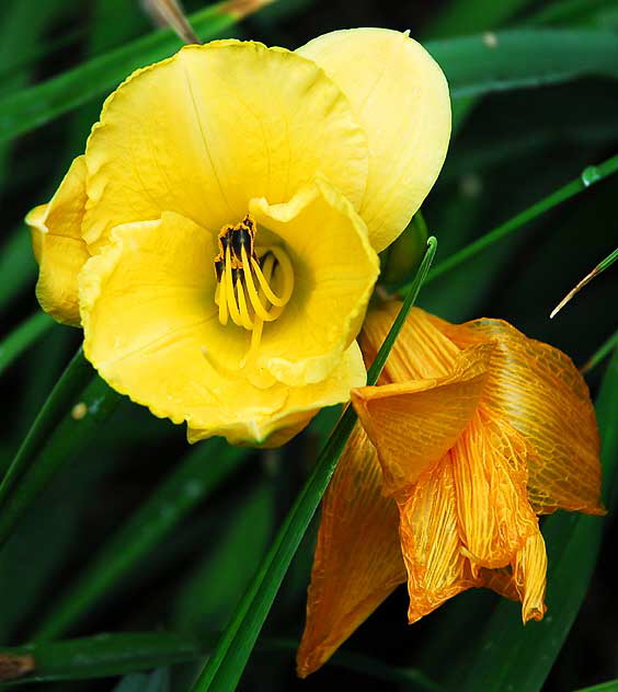 Wet Daylily