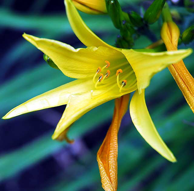 Wet Daylily