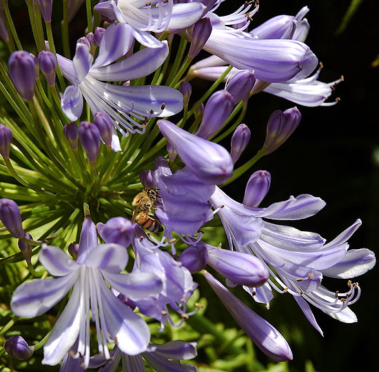 Agapanthus - the gardens of Greystone Mansion, Beverly Hills