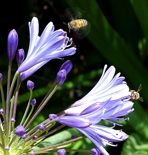 Agapanthus - the gardens of Greystone Mansion, Beverly Hills