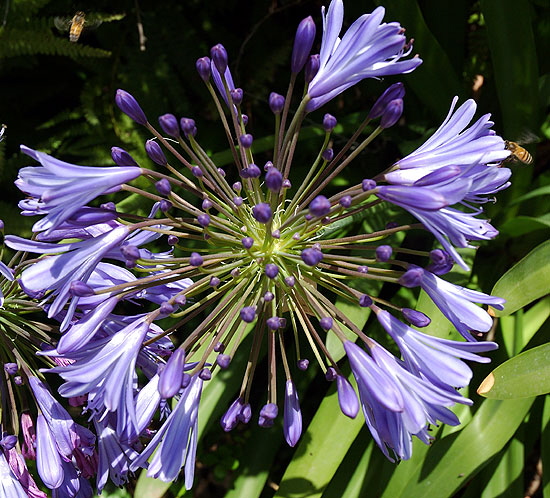 Agapanthus - the gardens of Greystone Mansion, Beverly Hills
