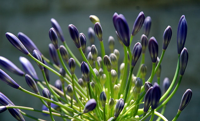 Agapanthus - the gardens of Greystone Mansion, Beverly Hills