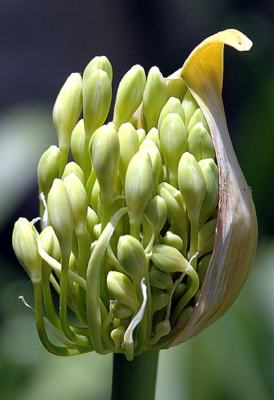 Agapanthus - the gardens of Greystone Mansion, Beverly Hills