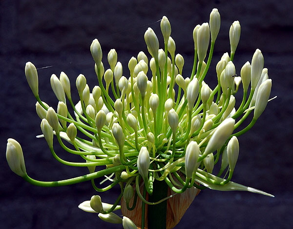 Agapanthus - the gardens of Greystone Mansion, Beverly Hills