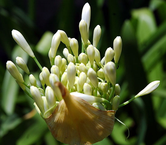 Agapanthus - the gardens of Greystone Mansion, Beverly Hills