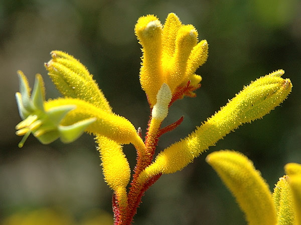 Dramatic bloom - the gardens of Greystone Mansion, Beverly Hills