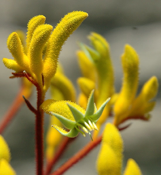 Dramatic bloom - the gardens of Greystone Mansion, Beverly Hills