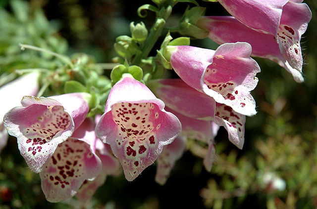 Dramatic blooms - the gardens of Greystone Mansion, Beverly Hills