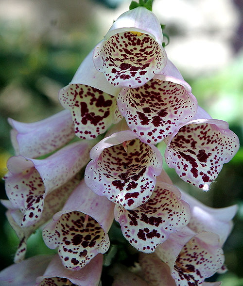 Dramatic blooms - the gardens of Greystone Mansion, Beverly Hills