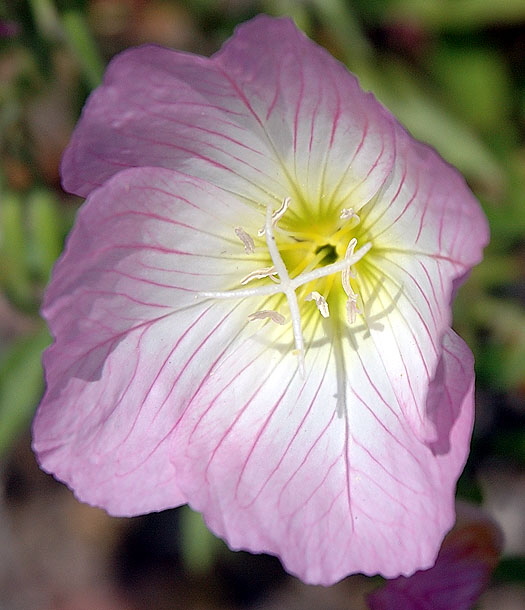 Dramatic bloom - the gardens of Greystone Mansion, Beverly Hills