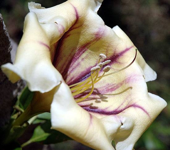 Dramatic bloom - the gardens of Greystone Mansion, Beverly Hills