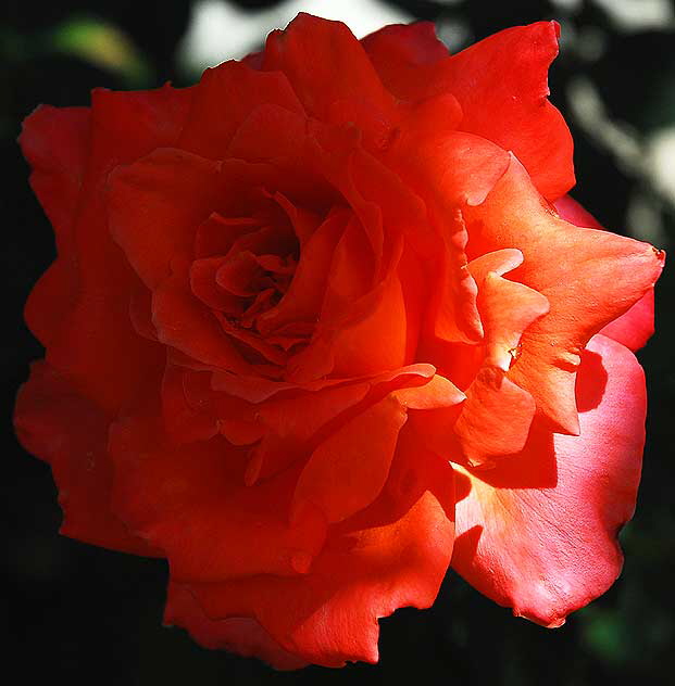 Orange rose in half-light