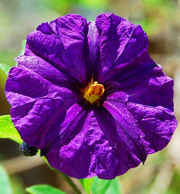 Purple rock rose - full sun 