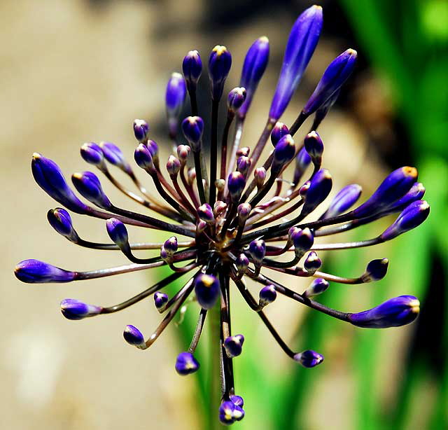 Agapanthus - Lily of the Nile 