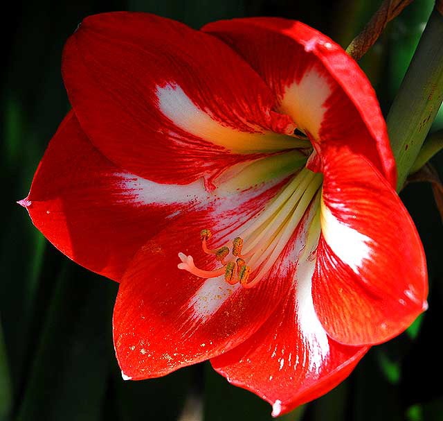 Amaryllis in shadow