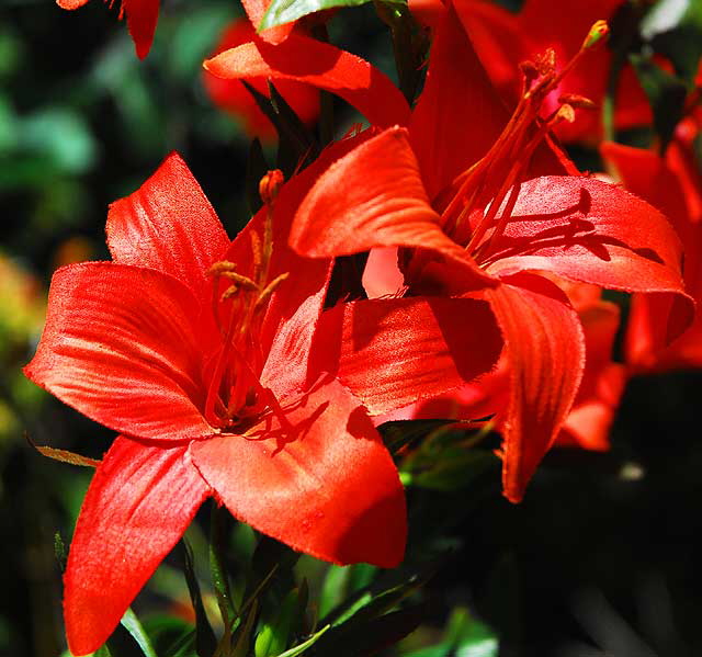 Red daylily