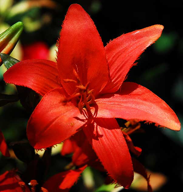 Red daylily