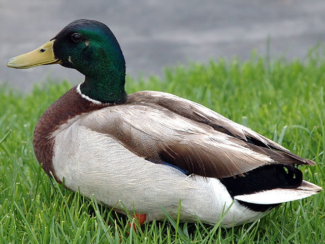 Duck resting in grass, Marina del Rey 