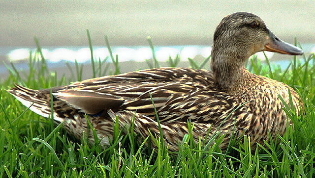 Duck resting in grass, Marina del Rey 